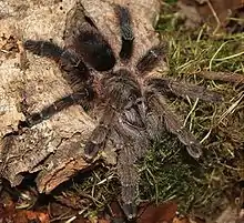 Avicularia merianae female