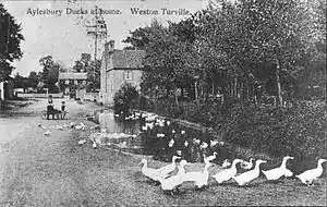 Pond with a large number of white ducks swimming in it and standing on grass around it.