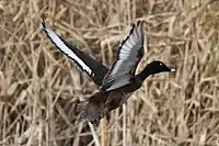 Male in flight