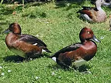 Ferruginous duckAythya nyroca