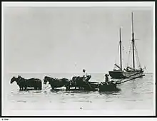 Loading grain from horse drawn wagons to the ketch 'Free Selector' on Kangaroo Island