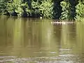 The Kankakee River in the vicinity of the Colliers Lodge Site.  This is a quarter-mile south of the lodge location.