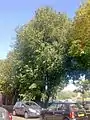 Pruned convex-leaved field elm, Portslade, East Sussex (2003)