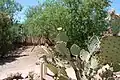 A blooming prickly pear at Boothill Graveyard