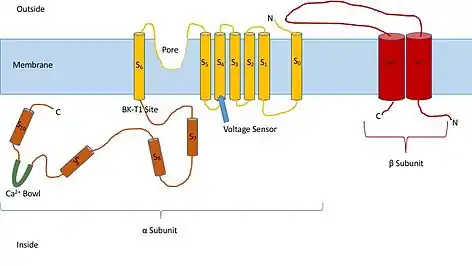 BK Channel Diagram