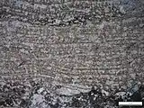 Photomicrograph (PPL) of a stromatoporoid boundstone.