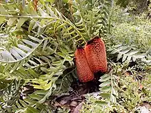 Twin buds of Banksia blechnifolia