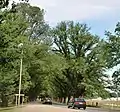 'Canadian Giant' (right), 'Vegeta' (left), Avenue of Honour, Bacchus Marsh, Victoria (2008)