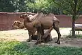 Bactrian camels