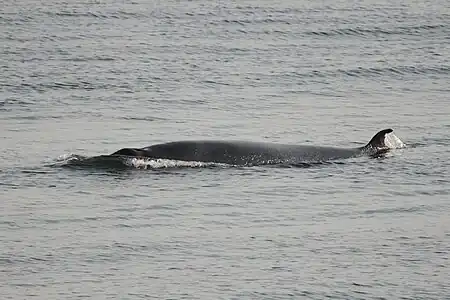 Balaenoptera acutorostrata