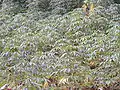 balanghoy (cassava) plantation in Ubay, Bohol, Philippines