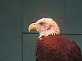 "Liberty", a bald eagle rescued from Naples, Florida, resides in the Charleston aquarium.