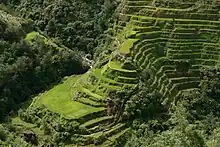 Banaue Rice Terraces in Luzon