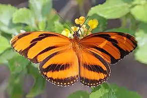 female dorsal side