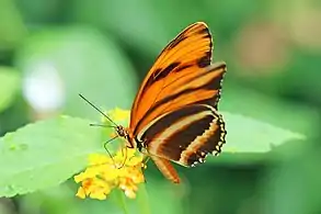 male underside