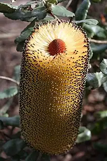 Banksia media inflorescence