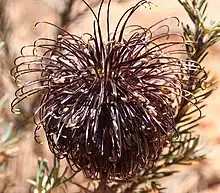 a dark purple round flowerhead against a sandy background