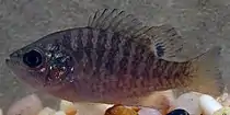 Bantma sunfish (Lepomis symmetricus), Liberty County, TX (October 2019).