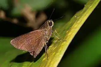 Ventral view