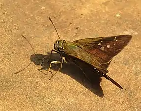 Dorsal view