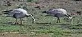 At Keoladeo National Park, Bharatpur, Rajasthan, India.