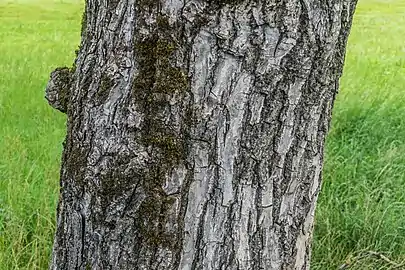 Bark