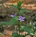 in Narsapur, Medak district, India