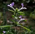 in Narsapur, Medak district, India