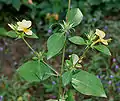 Barleria prionitis in Hyderabad, India.