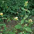 Barleria prionitis in Hyderabad, India.