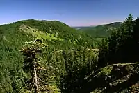 Butte covered in bright green trees