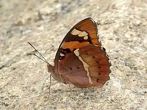 Ventral view