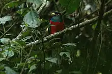 Adult male at Bwindi, western Uganda