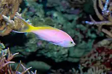 Pseudanthias bartlettorum