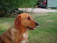 Red Basset Fauve de Bretagne