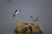 Nest in the Ebro Delta, Tarragona, Catalonia, Spain