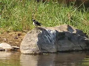 Bavali river at Palappuzha