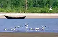 Birds at beach