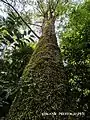 Beautiful old trees in Mt. Wilson