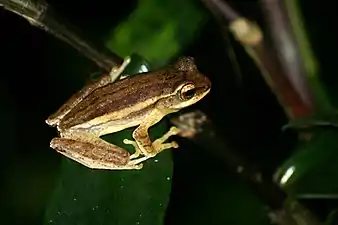 Lateral view