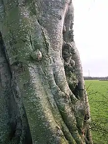 Canker on a beech tree