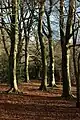 Beech trees, the Scrubbs