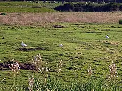 Meadow on the edge of the Regino, facing the reed bed at its mouth