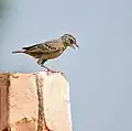 In Kolkata, West Bengal, India