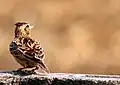 Bengal bush lark in Boshipota, West Bengal, India