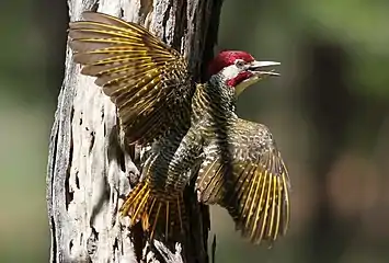 Male, revealing the yellow remige and rectrice shafts typical of genus