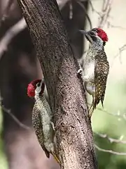 A pair (male at left)