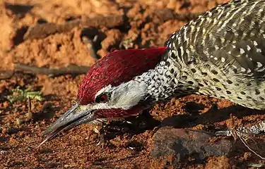 Male foraging on ants