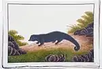 The binturong or Asian bearcat (Arctictis binturong).