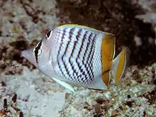 Seychelles butterflyfishChaetodon (Rhombochaetodon) madagaskariensis